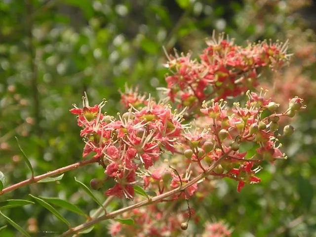 54db254bc546f096597eeb6bf31450a291f9e429.jpg.webp