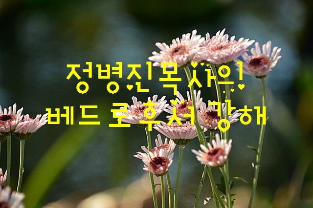 정보배목사의 베드로후서강해.jpg