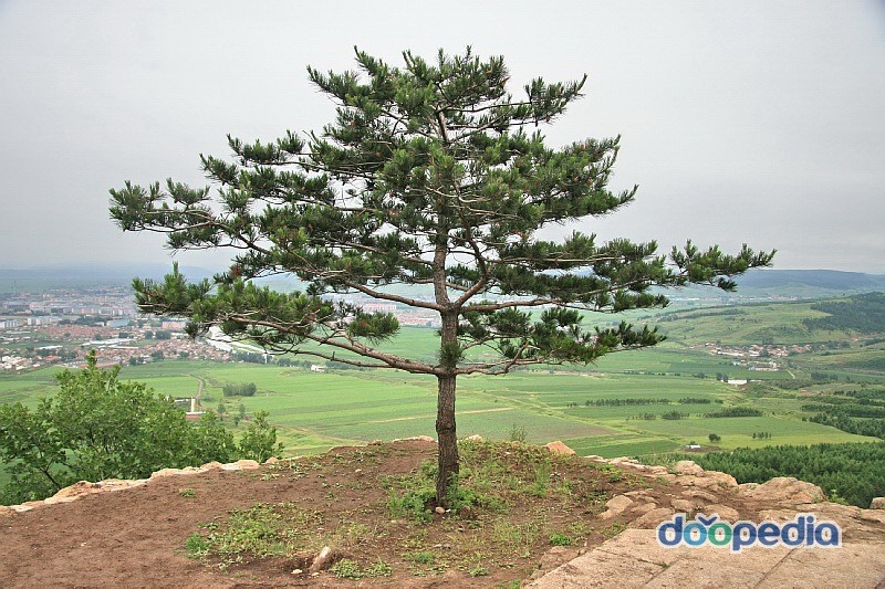 일송.jpg