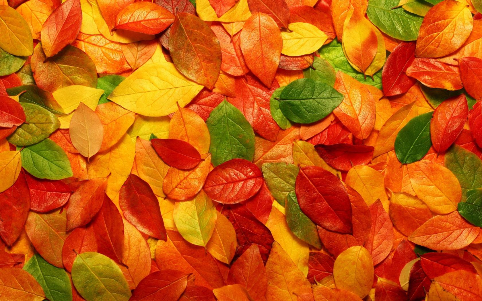 autumn-leaves-1050x1680.jpg