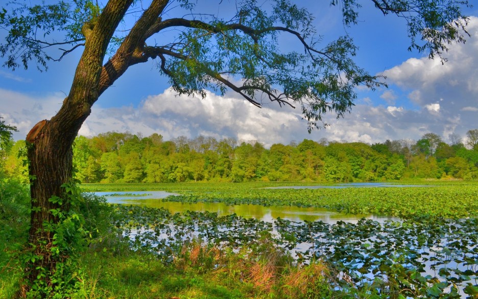 Nature_wallpaper_(10).jpg