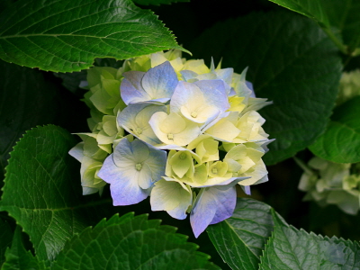 크기변환_Hydrangeas.jpg